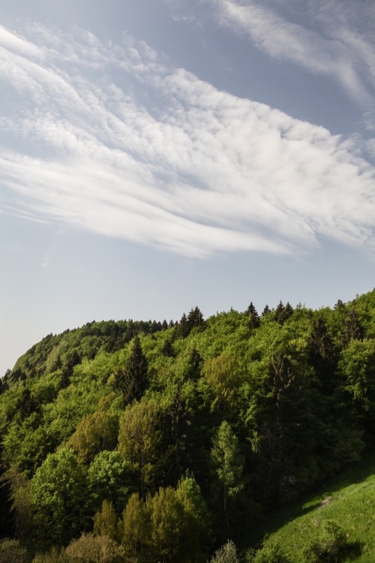 Foresta dei Folignani