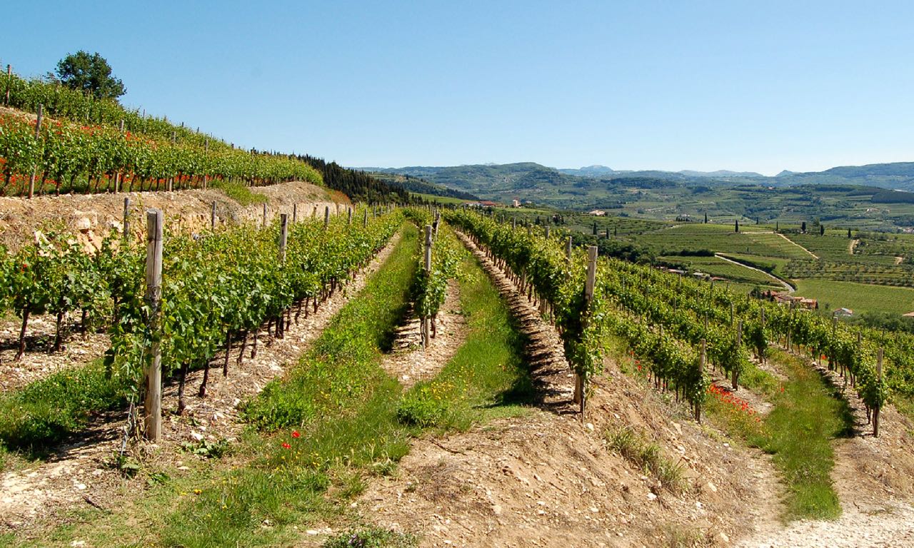 Tommasi: le emozioni dell’Amarone